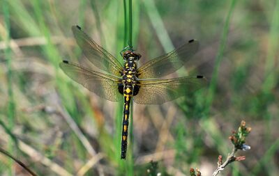 Kleine Moosjungfer. (Leucorrhinia dubia), Rote Liste BW: 3 (gefährdet). (Foto: Schubert)