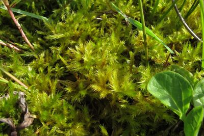 Glänzendes Filzschlafmoos. (Tomentypnum nitens), Rote Liste BW: 2 (stark gefährdet). (Foto: Sauer)