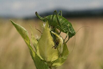 Wanstschrecke. (Polysarcus denticauda), Rote Liste BW: 3 (gefährdet). (Foto: Gehring)