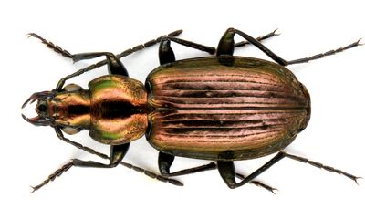 Hochmoor-Glanzflachläufer. (Agonum ericeti), Rote Liste BW: 2 (stark gefährdet). (Foto: Staatl. Museum f. Naturkunde Stuttgart)